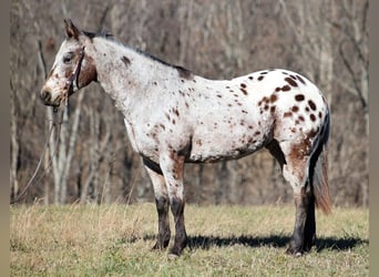 Appaloosa, Caballo castrado, 14 años, Castaño rojizo