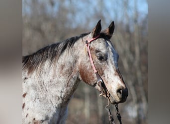 Appaloosa, Caballo castrado, 14 años, Castaño rojizo