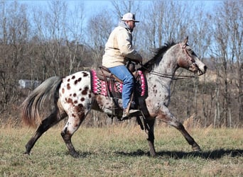 Appaloosa, Caballo castrado, 14 años, Castaño rojizo