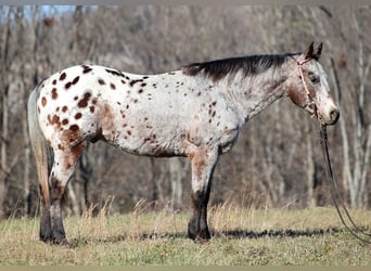 Appaloosa, Caballo castrado, 14 años, Castaño rojizo