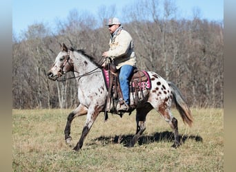 Appaloosa, Caballo castrado, 14 años, Castaño rojizo