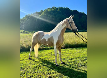 Appaloosa, Caballo castrado, 14 años, Perlino