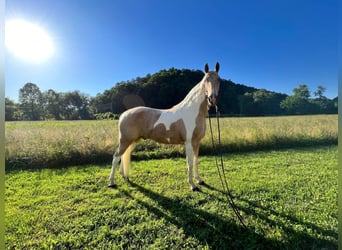 Appaloosa, Caballo castrado, 14 años, Perlino