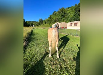 Appaloosa, Caballo castrado, 14 años, Perlino