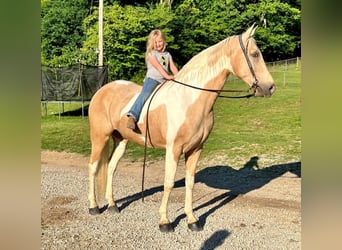 Appaloosa, Caballo castrado, 14 años, Perlino