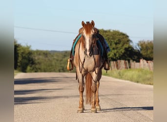 Appaloosa, Caballo castrado, 15 años, 137 cm, Ruano alazán