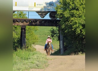 Appaloosa, Caballo castrado, 15 años, 137 cm, Ruano alazán