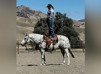 Appaloosa, Caballo castrado, 15 años, 142 cm, Alazán rojizo