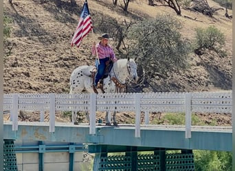 Appaloosa, Caballo castrado, 15 años, 142 cm, Alazán rojizo