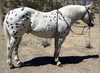 Appaloosa, Caballo castrado, 15 años, 142 cm, Alazán rojizo