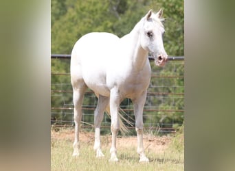 Appaloosa, Caballo castrado, 15 años, 142 cm, White/Blanco