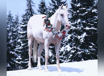 Appaloosa, Caballo castrado, 15 años, 142 cm, White/Blanco