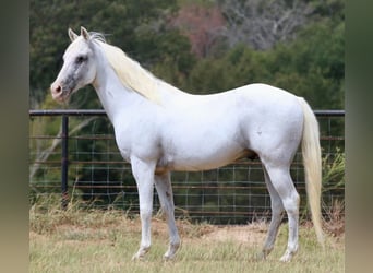 Appaloosa, Caballo castrado, 15 años, 142 cm, White/Blanco