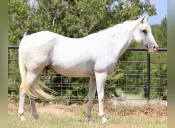 Appaloosa, Caballo castrado, 15 años, 142 cm, White/Blanco