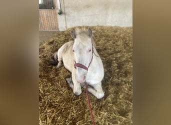 Appaloosa Mestizo, Caballo castrado, 15 años, 143 cm, Atigrado/Moteado