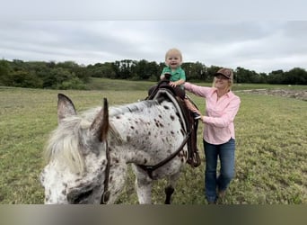 Appaloosa, Caballo castrado, 15 años, 145 cm, Castaño rojizo