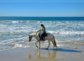 Appaloosa, Caballo castrado, 15 años, 150 cm, Alazán-tostado