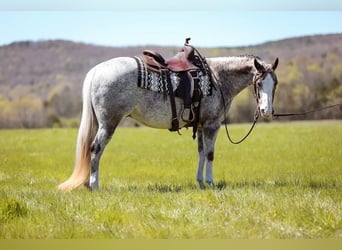 Appaloosa, Caballo castrado, 15 años, 150 cm, Tordo