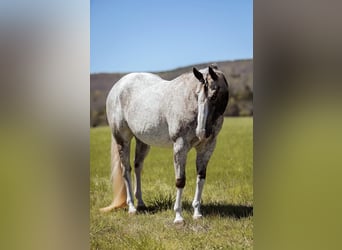 Appaloosa, Caballo castrado, 15 años, 150 cm, Tordo