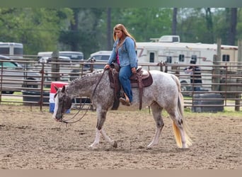 Appaloosa, Caballo castrado, 15 años, 150 cm, Tordo