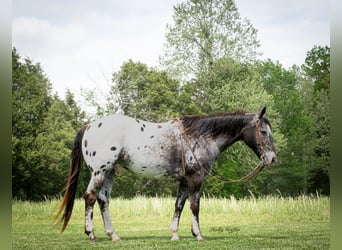 Appaloosa, Caballo castrado, 15 años, 152 cm, Alazán-tostado