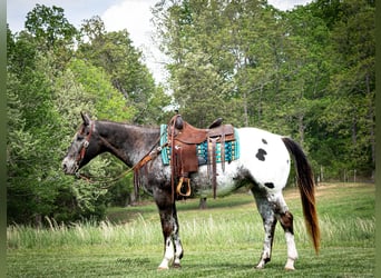 Appaloosa, Caballo castrado, 15 años, 152 cm, Alazán-tostado