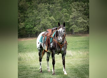 Appaloosa, Caballo castrado, 15 años, 152 cm, Alazán-tostado