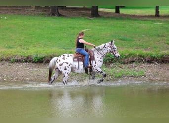 Appaloosa, Caballo castrado, 15 años, 152 cm, Atigrado/Moteado