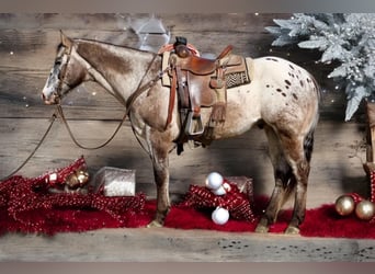 Appaloosa, Caballo castrado, 15 años, 152 cm, Castaño rojizo