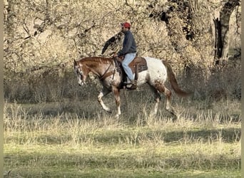 Appaloosa, Caballo castrado, 15 años, 152 cm, Ruano alazán