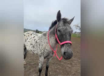 Appaloosa, Caballo castrado, 15 años, 155 cm, Atigrado/Moteado