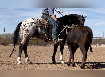 Appaloosa, Caballo castrado, 15 años, 155 cm