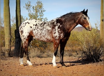 Appaloosa, Caballo castrado, 15 años, 155 cm