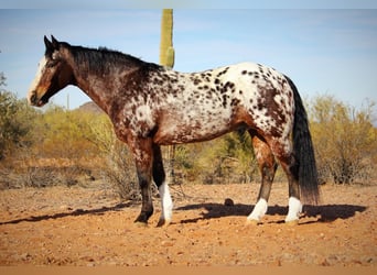 Appaloosa, Caballo castrado, 15 años, 155 cm