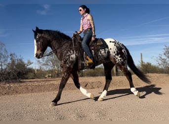 Appaloosa, Caballo castrado, 15 años, 155 cm