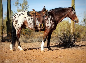 Appaloosa, Caballo castrado, 15 años, 155 cm