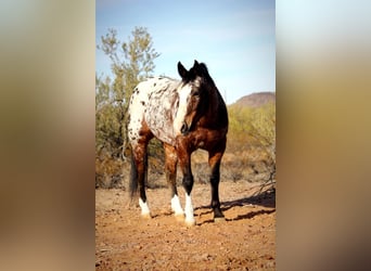 Appaloosa, Caballo castrado, 15 años, 155 cm