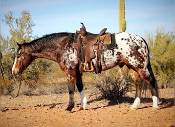 Appaloosa, Caballo castrado, 15 años, 155 cm