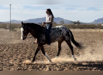 Appaloosa, Caballo castrado, 15 años, 155 cm