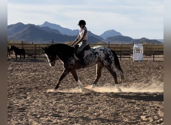 Appaloosa, Caballo castrado, 15 años, 155 cm