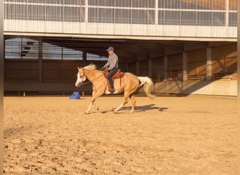 Appaloosa, Caballo castrado, 15 años, 157 cm, Palomino