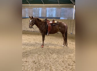 Appaloosa, Caballo castrado, 15 años, 158 cm, Alazán