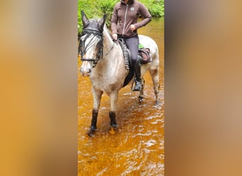 Appaloosa Mestizo, Caballo castrado, 15 años, 158 cm, Pío