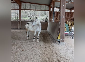 Appaloosa, Caballo castrado, 15 años, 163 cm, Atigrado/Moteado
