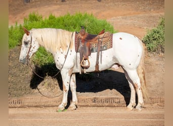 Appaloosa, Caballo castrado, 15 años, 163 cm, White/Blanco