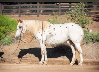 Appaloosa, Caballo castrado, 15 años, 163 cm, White/Blanco