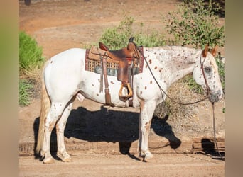 Appaloosa, Caballo castrado, 15 años, 163 cm, White/Blanco