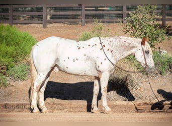 Appaloosa, Caballo castrado, 15 años, 163 cm, White/Blanco