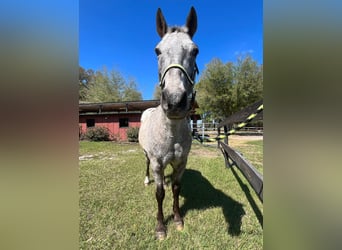 Appaloosa, Caballo castrado, 15 años, Alazán rojizo