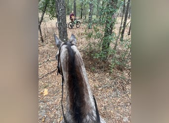 Appaloosa, Caballo castrado, 15 años, Alazán rojizo